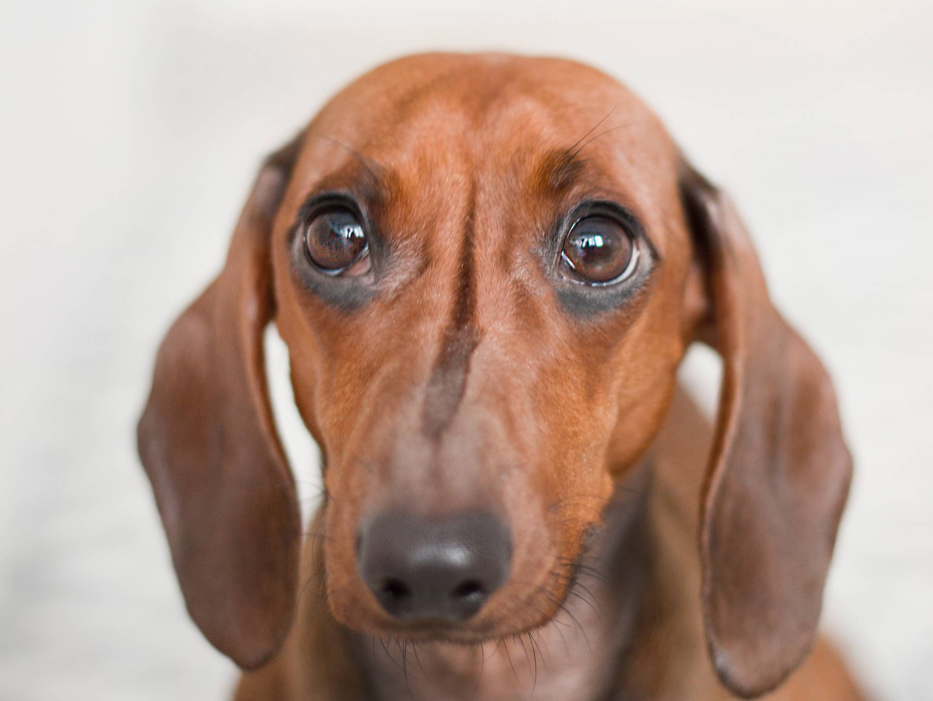 closeup-photo-of-red-dachshund-895259