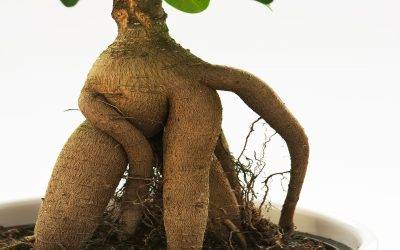 Try These Herbs to Lower Stress and Guard Your Immunity