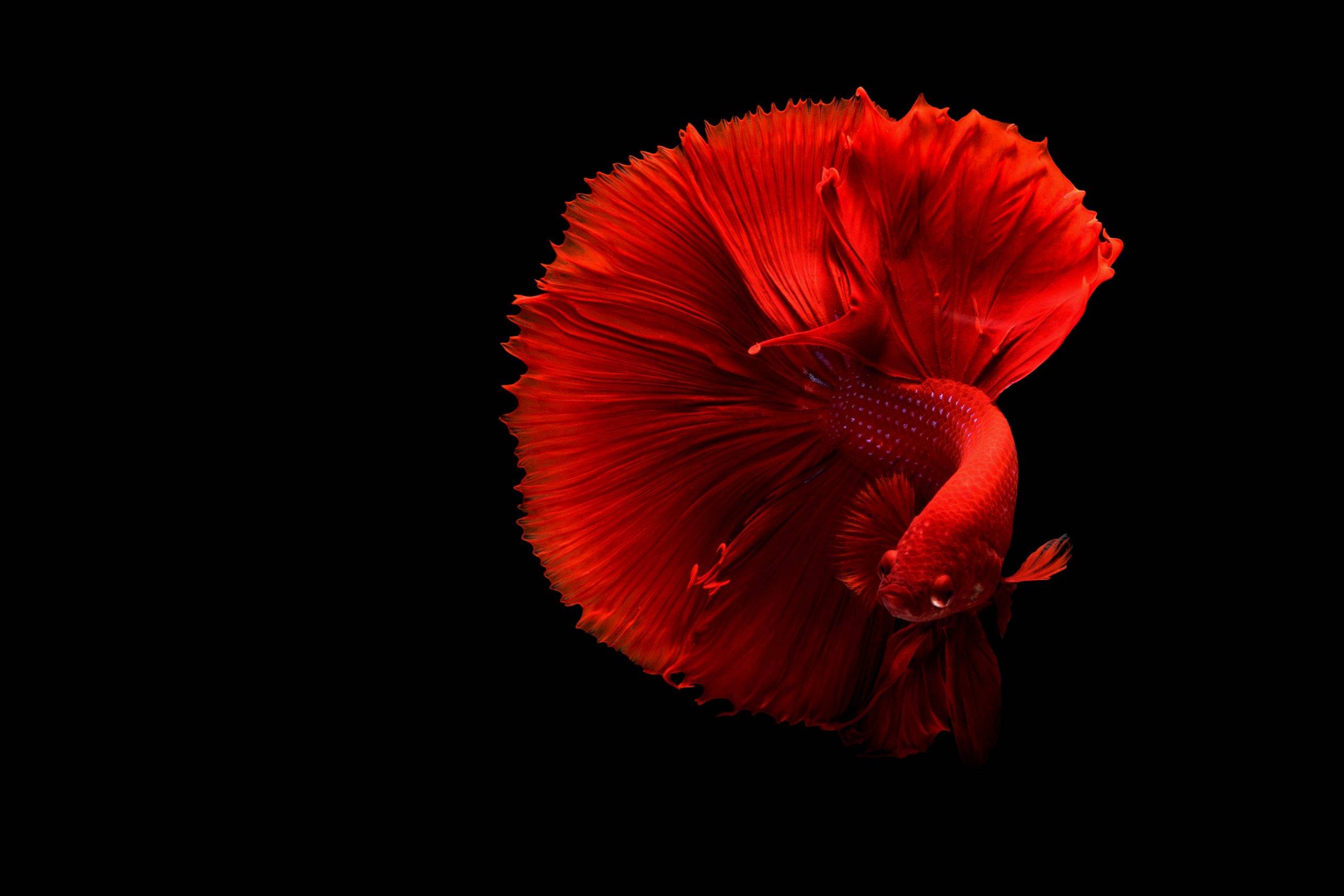 close-up-of-fish-over-black-background-325044