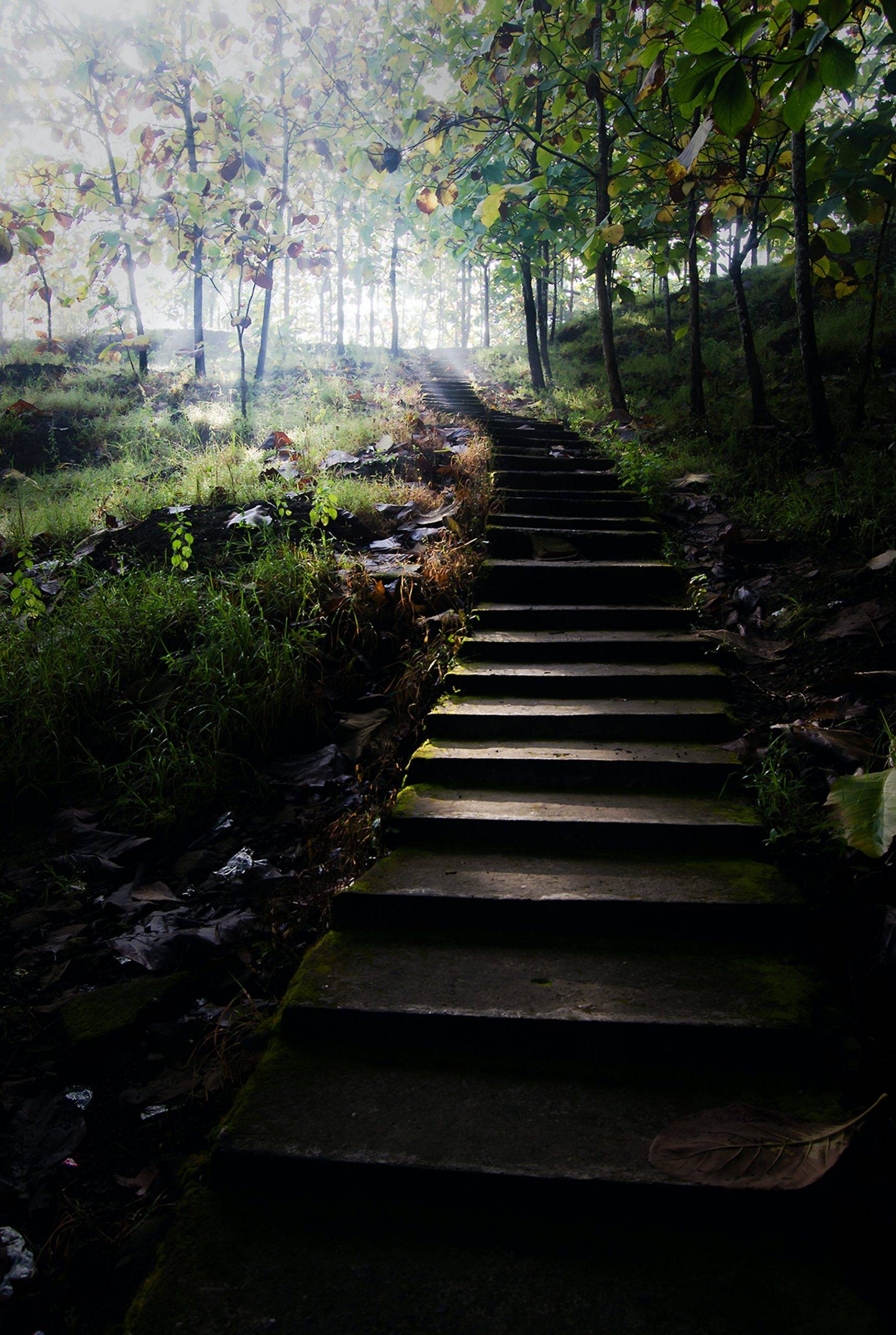 gray-concrete-stairs-leading-to-trees-999311