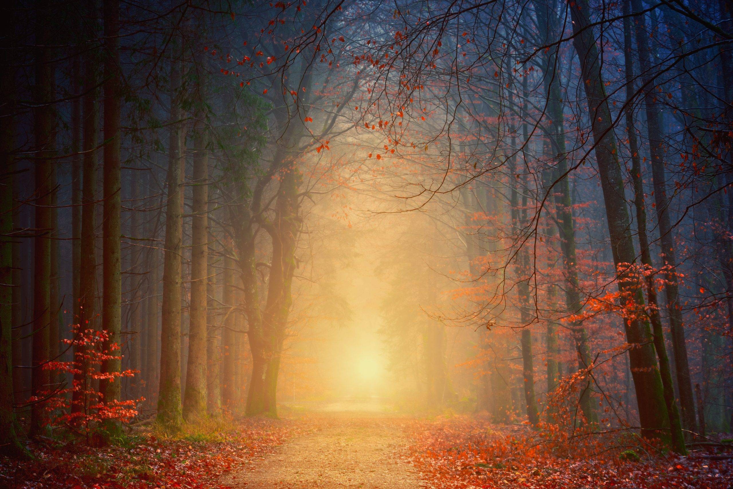 forest-at-night-2080963