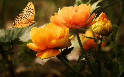 Understanding the Law of Attraction