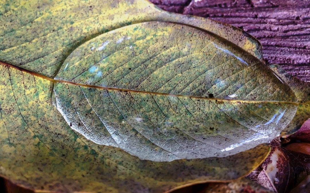 How to Move on After the Passing of a Loved One