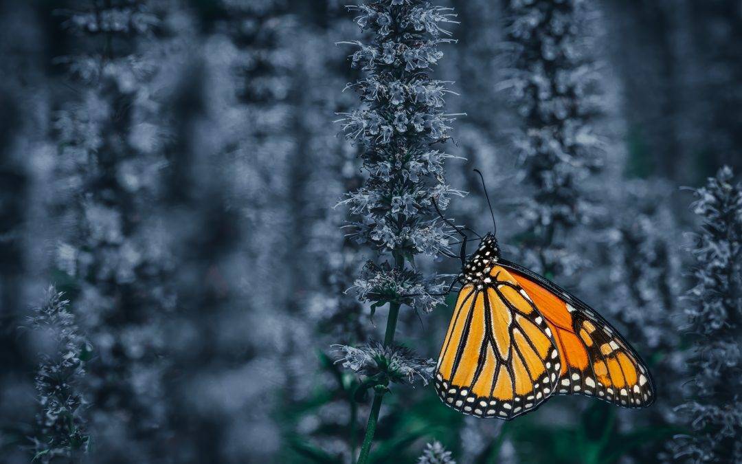 Are Limiting Beliefs Harming Your Relationships?